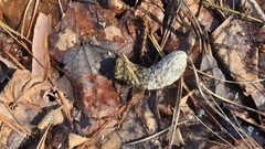 Tetrao urogallus