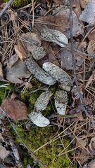 Tetrao urogallus