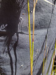 Thamnochortus papyraceus