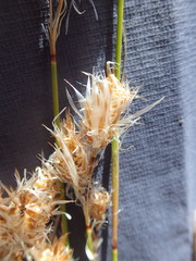 Thamnochortus papyraceus