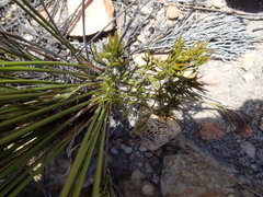 Thamnochortus papyraceus