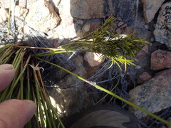 Thamnochortus papyraceus
