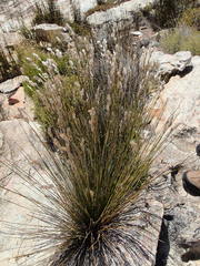 Thamnochortus papyraceus