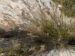 Thamnochortus papyraceus