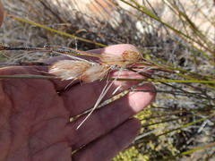 Thamnochortus papyraceus