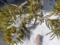 Pseudotsuga menziesii glauca