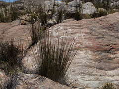 Thamnochortus papyraceus