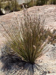 Thamnochortus papyraceus