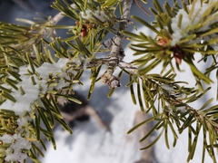 Pseudotsuga menziesii glauca