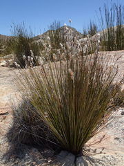 Thamnochortus papyraceus