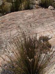 Thamnochortus papyraceus