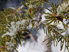 Pseudotsuga menziesii glauca