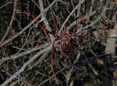Aceria pistaciae
