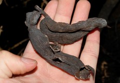 Baizongia pistaciae