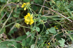 Trigonella corniculata