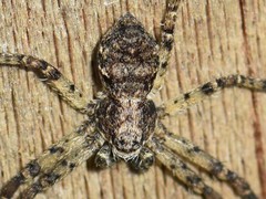 Philodromus buxi