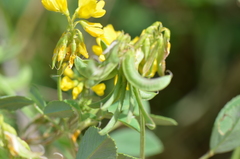 Trigonella corniculata