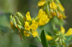 Trigonella corniculata