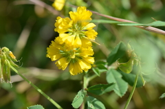 Trigonella corniculata