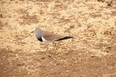 Vanellus melanopterus