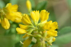 Trigonella corniculata