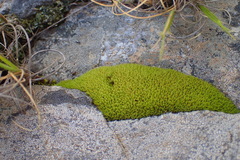 Hypodontium pomiforme