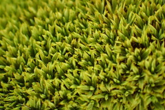 Hypodontium pomiforme