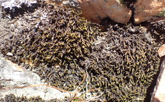 Racomitrium lamprocarpum