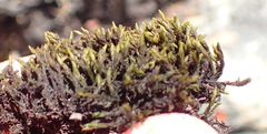 Racomitrium lamprocarpum
