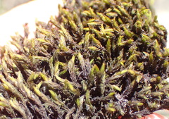 Racomitrium lamprocarpum