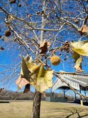 Platanus occidentalis