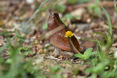 Euryphura achlys