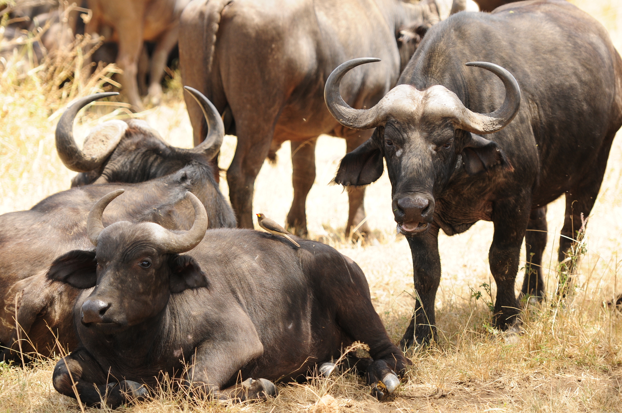 Photos of Cape Buffalo (Subspecies Syncerus caffer) · iNaturalist