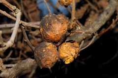 Andricus sternlichti