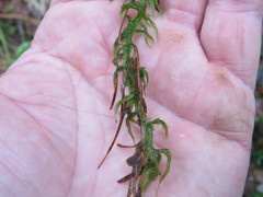 Subsecunda