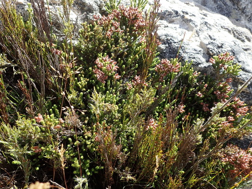 Image of Erica lignosa by (c) Nicola van Berkel, some rights reserved (CC BY-SA)