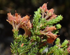 Erica lignosa
