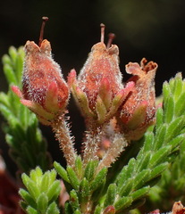 Erica lignosa