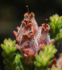 Erica lignosa