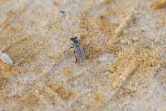 Laphystia