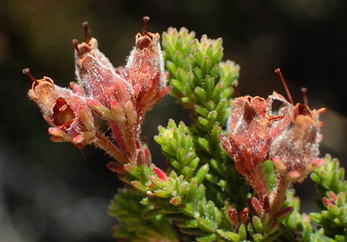 Image of Erica lignosa by (c) Nicola van Berkel, some rights reserved (CC BY-SA)