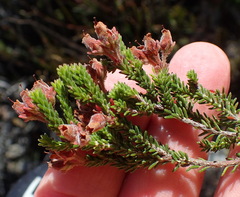 Erica lignosa