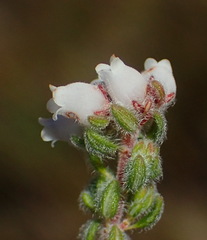 Erica oreotragus