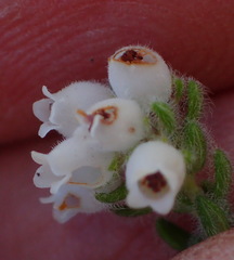 Erica oreotragus