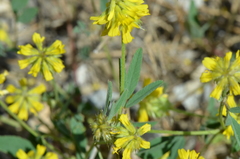 Trigonella spicata