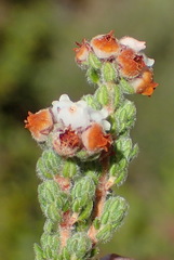 Erica oreotragus
