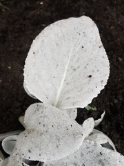 Senecio candidans