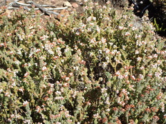 Erica oreotragus