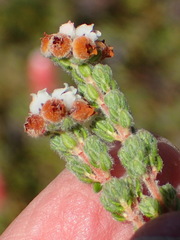 Erica oreotragus