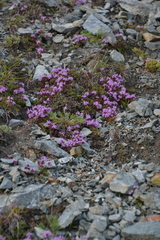 Thymus reverdattoanus